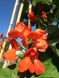 kidney bean flowers