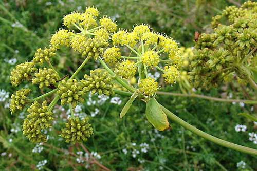 lovage plant medicinal uses