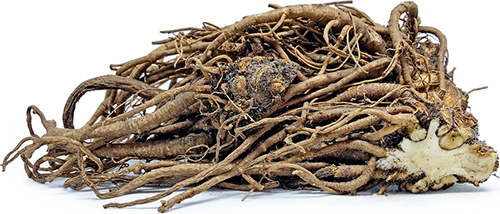 lovage root medicinal uses