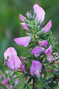 ononis spinosa medicinal use