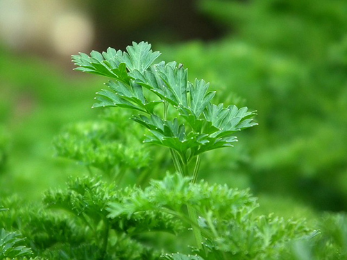 parsley benefits for kidney stones