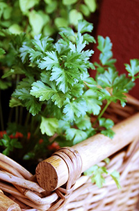parsley benefits for stomach