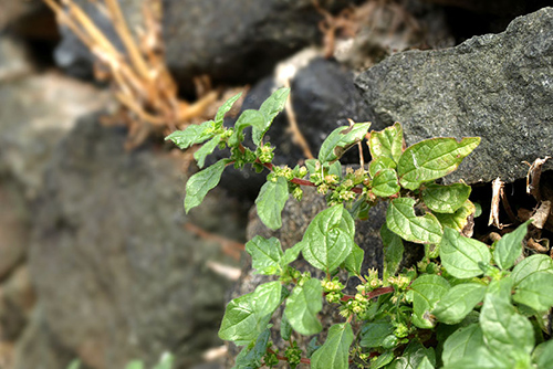 pellitory-of the-wall benefits