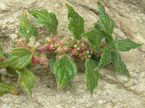 pellitory-of the wall kidney