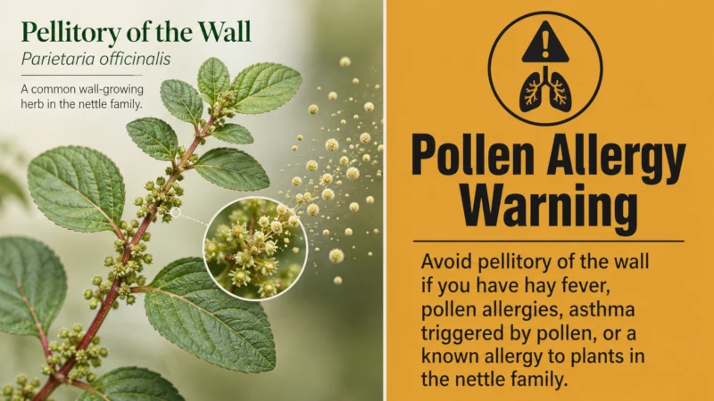 Graphic warning that pellitory of the wall pollen is a significant allergen, especially in Mediterranean regions