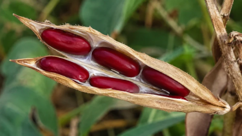 Mature kidney bean pod opened to reveal red kidney beans