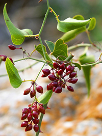 sarsaparilla herb