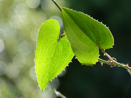 sarsaparilla plant benefits