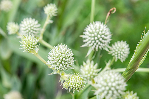sea holly benefits for skin