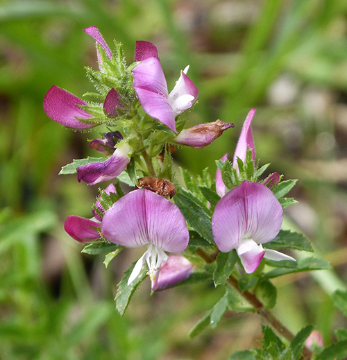 spiny restharrow for kidney stones