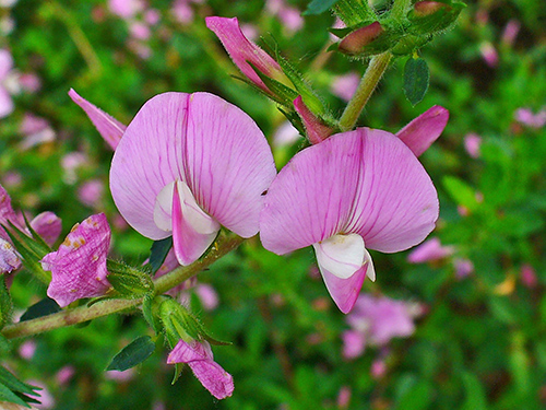 spiny restharrow medicinal uses