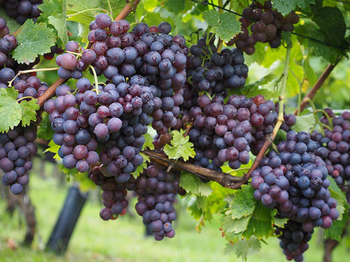 vitis vinifera benefits