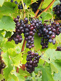 vitis vinifera medicinal properties