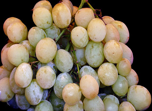 bunch of healthy grapes