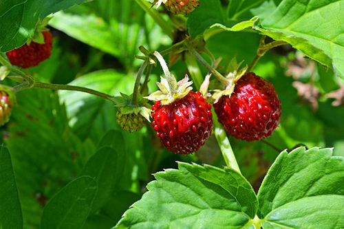 where do wild strawberries grow