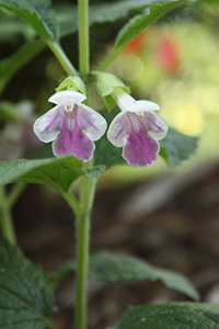 wild balm for bruises