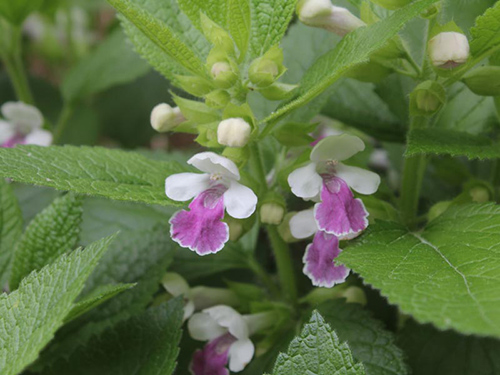 wild balm health benefits