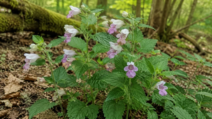 Wild balm (Melittis melissophyllum) plant with white-and-pink two-lipped flowers in woodland.