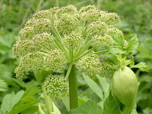 wild celery benefits