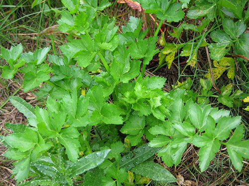 wild celery medicinal uses