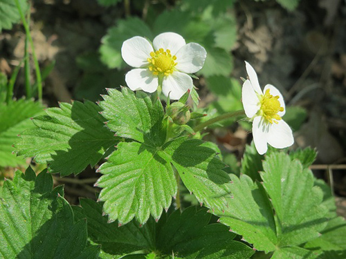 wild strawberry leaves