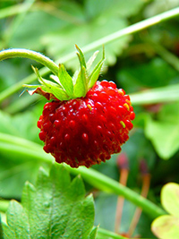 wild strawberry nutrition facts