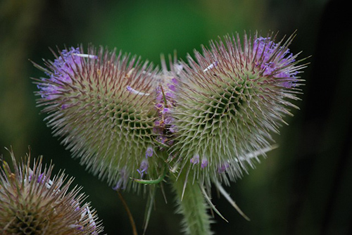 wild teasel root uses