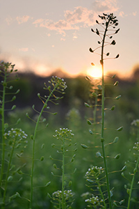 Shepherd's purse plant in the back yard with the sun setting in the background