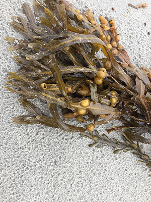Image of sea ware seaweed