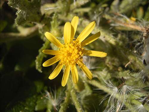 image of senecio viscosus