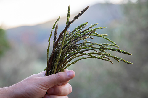 hand of a make holding the asparagus plant