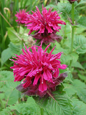 oswego tea flowers and leaves