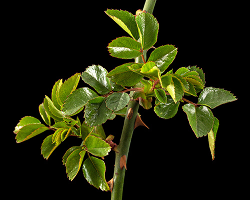 rosa canina leaves on a black background