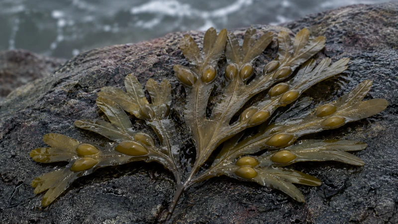 Close-up of bladderwrack seaweed showing paired air bladders on brown fronds