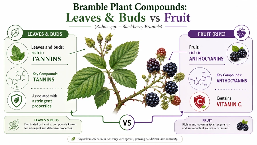 Diagram comparing tannins in bramble leaves and buds with anthocyanins and vitamin C in the fruit.