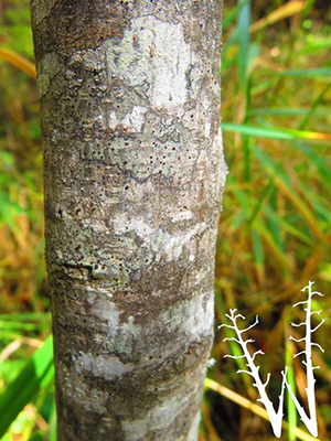 The bark of the cascara sagrada tree