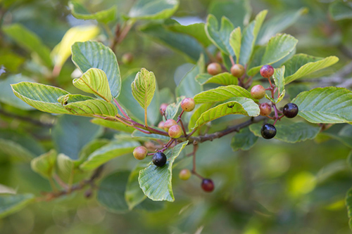 cascara sagrada leaves and fruit