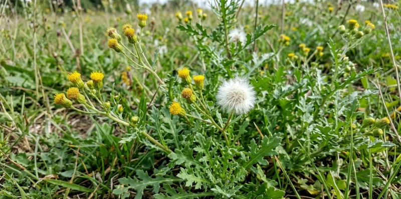 Common groundsel plant with small yellow flower heads and a white seed head.