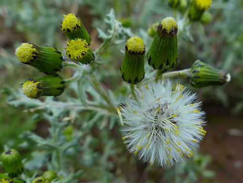 Image of common groundsel plant and flowers