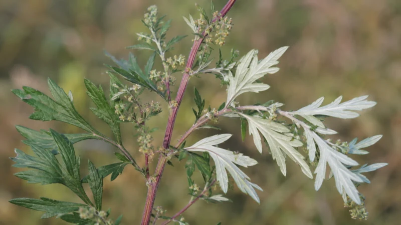 Common mugwort leaves, reddish stem, and flower clusters
