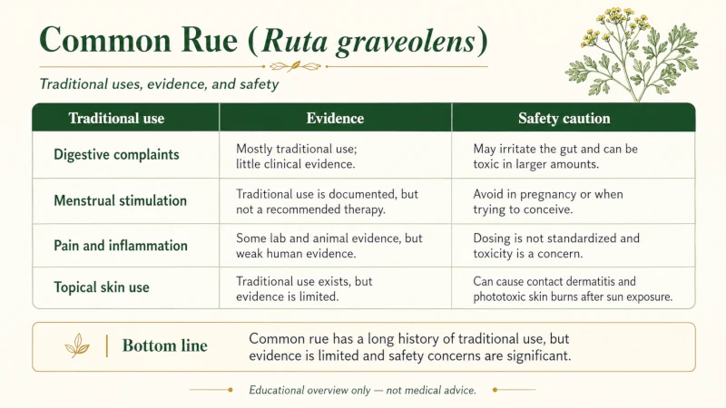Table comparing traditional common rue uses with evidence and safety cautions.