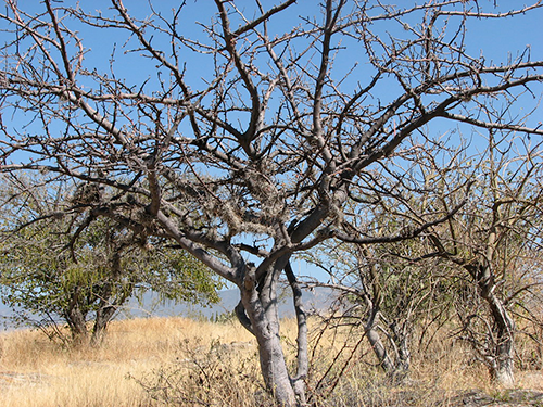 copal tree