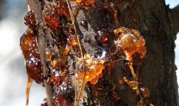 copal tree resin used to make essential oil