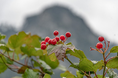 image of cramp bark berries and leaves