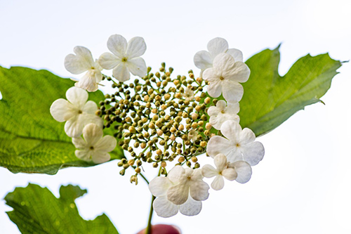 cramp bark plant