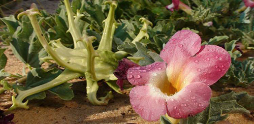 devil's claw plant showing flowers