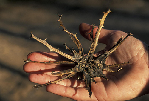 devil's claw dried root