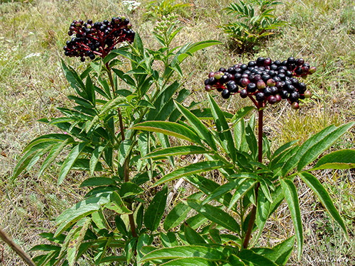 dwarf elder fruit berries