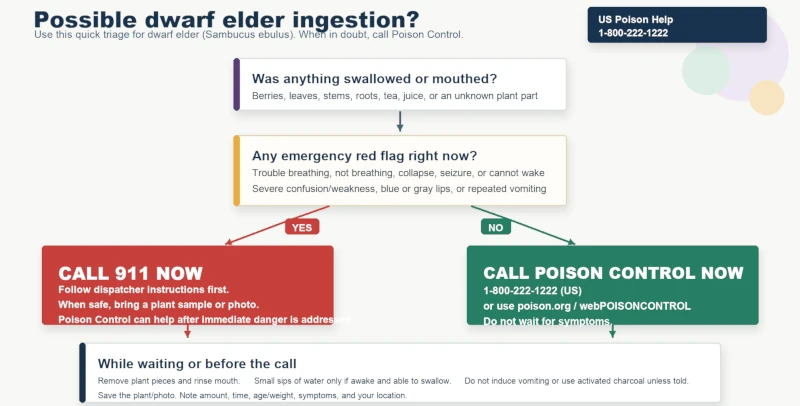 Decision tree explaining when to contact Poison Control or emergency services after possible dwarf elder ingestion.