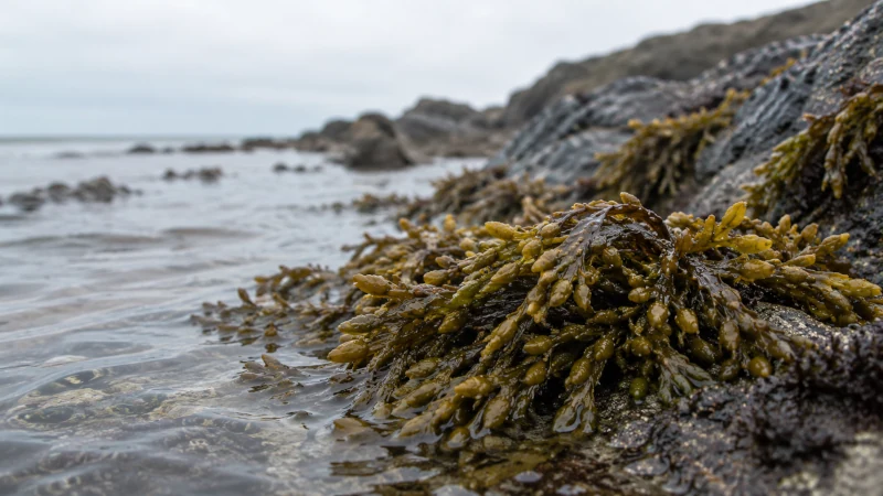 Fucus vesiculosus bladderwrack growing on rocks in Atlantic coastal water